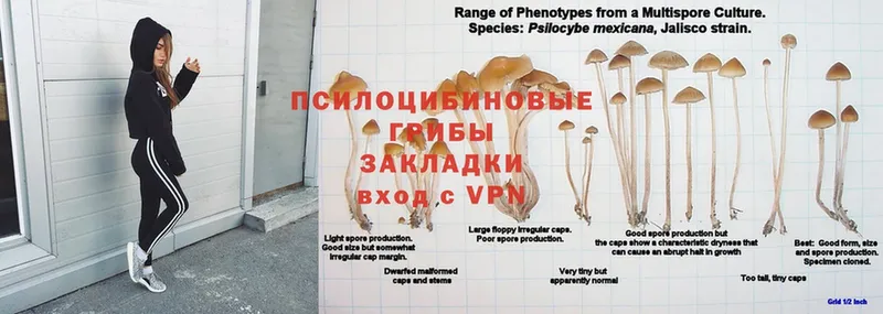 Галлюциногенные грибы Psilocybine cubensis  наркота  Цоци-Юрт 